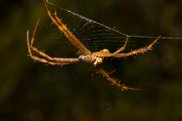 a spider in the forest on a dark background