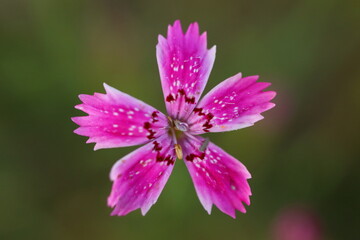 Obraz premium Dianthus seguieri, a beautiful small purple flower
