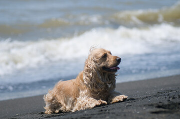 dog in the sea
