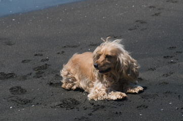 dog on the beach