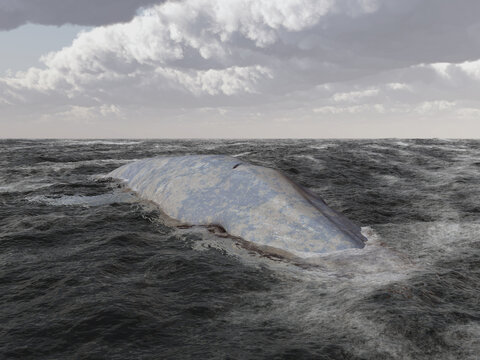 Blauwal im offenen Meer 