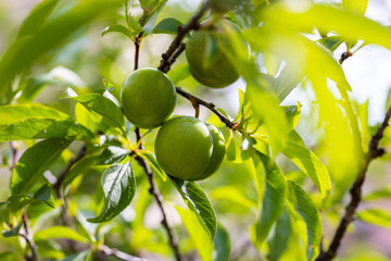 Fruits green immature plum on branches of tree