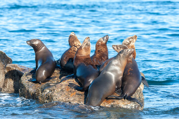 Obraz premium A group of sea lions resting on a rock near Monterey bay, California, on a sunny winter afternoon.