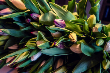 bouquet bunch of romantic tulips flowers dutch