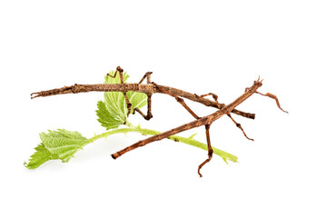  stick insect in studio