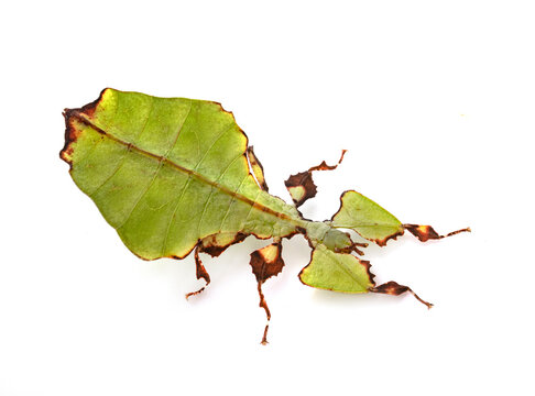  stick insect in studio