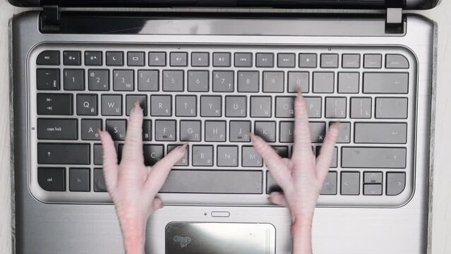 Funny video chicken typing laptop computer keyboard close up top view.