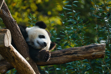 Giant panda lying on tree trunks in the high. Endangered mammal from China. Nature