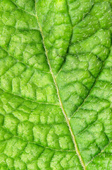 Green potato leaf close up. Macrophotography. Copy space.