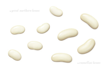 Several great northern and cannellini (white kidney) beans. Top view. Realistic vector illustration.