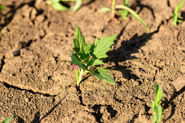 Maple-leaved goosefoot (Chenopodiastrum hybridum) weed plant in cultivated corn crops field