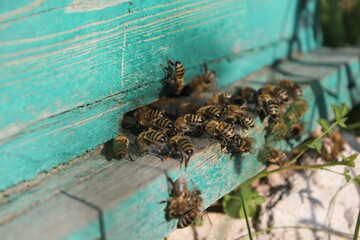 Bees at old hive entrance. Bees returning from honey collection.