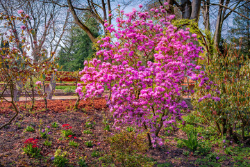 Blooming pink tree in botanical garden of Essen town. Amazing outdoor scene of Germany, Europe. Beauty of nature concept background.