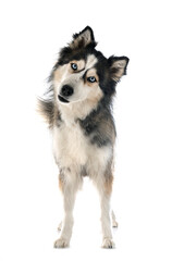 siberian husky in studio