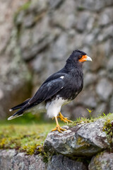 Black wild bird in Machu Picchu area Peru .Fauna of Soth America.