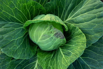Obraz premium Fresh green cabbage, vegetarian food, natural background.
