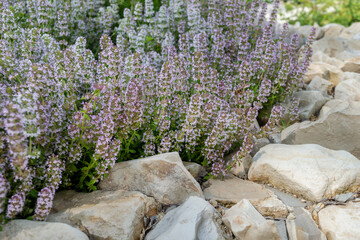 Lush purple-white inflorescences of a ground cover ornamental perennial plant Thymus serpyllum...