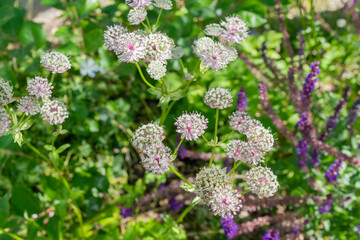 Lush inflorescence with white-pink flowers of an ornamental perennial plant Astrantia against a background of green foliage. Photo for catalog of plants. Garden center or plant nursery. Close-up.