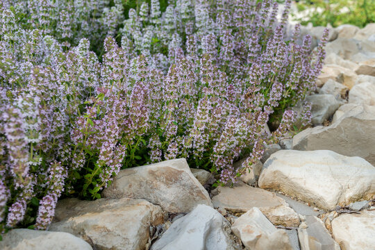 Lush purple-white inflorescences of a ground cover ornamental perennial plant Thymus serpyllum against the background of stones. Photo for catalog of plants. Garden center or plant nursery. Close-up.
