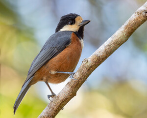 Varied tit in poses on Okinawa island