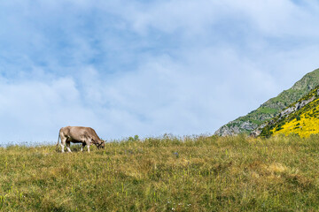Fototapeta premium Cow grazing in the Ordesa and Monte Perdido National park.