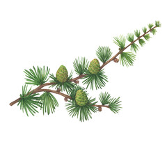 Close-up green branch with pine cones of European larch tree (Larix decidua, karamatsu). Watercolor hand drawn painting illustration isolated on white background. - obrazy, fototapety, plakaty