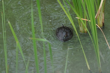 little grebe in a pond