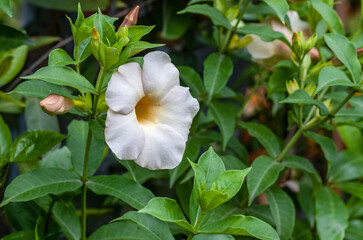 Fototapeta na wymiar Fully bloomed white common trumpet or allamanda cathartica flower close up with copy space