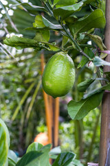 Healthy fresh green lemon growing in the garden close up