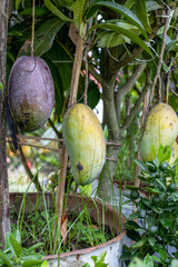 Organic fresh mango fruit hanging on a rooftop garden