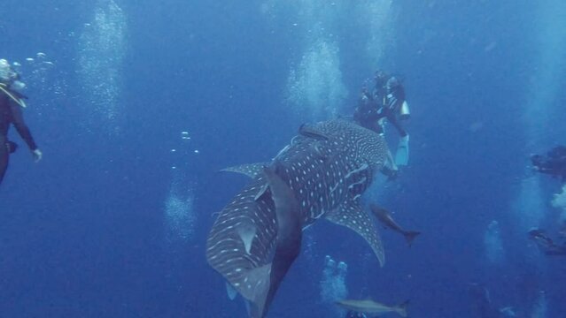 Whale shark plays with scuba divers bubbles in Koh Tao, Chumphon, Thailand.