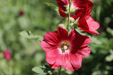 Red hibiscus flower in garden