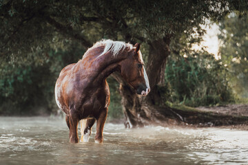 Black forest horses