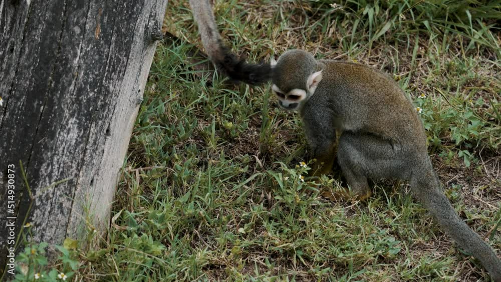 Poster squirrel monkey jump up to the tree trunk in the wilderness. - close up
