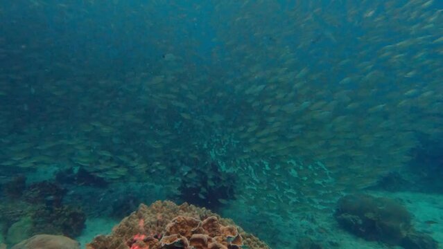 Yellowstripe scads fish underwater scuba diving in Koh Tao, Chumphon, Thailand.
