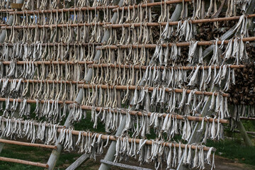 Bakalao dryers typical of Norway