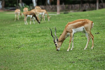 Naklejka na ściany i meble A brown male antelope standing on a green grass stone near a herd.