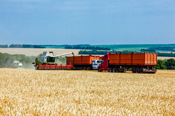 Obraz premium Grain harvesters working in wheat and rye field. Agriculture background. Harvest season