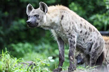 Spotted hyena (Crocuta crocuta) The front legs are longer than the hind legs. The tail has a bush at the end. The fur is grayish brown. There are black dots scattered all over the body.