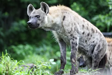 Photo sur Plexiglas Hyène Spotted hyena (Crocuta crocuta) The front legs are longer than the hind legs. The tail has a bush at the end. The fur is grayish brown. There are black dots scattered all over the body.