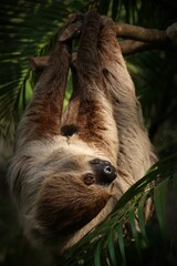 Two-toed Sloth (Choloepus didactylus) All four arms and legs were the same length. two bent nails...