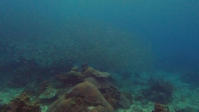 Yellowstripe scads fish underwater scuba diving in Koh Tao, Chumphon, Thailand.