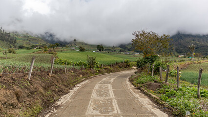 Fototapeta na wymiar Onion crops in Tenerife Valle del Cauca, Colombia. Onion crops and onion industry in Colombia.