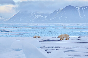 Polar bears on the blue ice. Bear on drifting ice with snow, white animals in nature habitat, Svalbard, Norway. Animals playing in snow, Arctic wildlife. Funny image in nature. Bear lying on ice. © ondrejprosicky