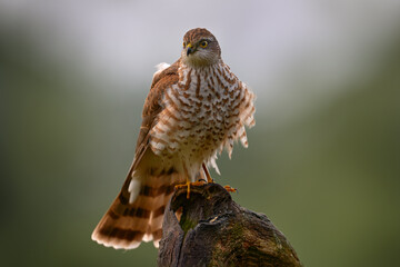 Sparrowhawk, Accipiter nisus, sitting green tree trunk in the forest, back light. Wildlife animal scene from nature. Hawk bird in the winter forest habitat, Germany, Europe.