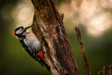 Great Spotted Woodpecker, detail close-up portrait of birds head with red cap. Black and white animal in the forest habitat with clear green background, France.