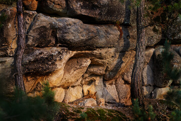 Fototapeta na wymiar Owl nest on the rock ledge. Wildlife scene from wild nature. Big Eurasian Eagle Owl, Bubo bubo, mother with chick in rock with green moss. Stone forest with owl. Owl neseting behaviour. Rock bird nest