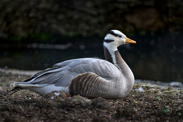 Naklejka na ściany i meble Bar-headed goose, Anser indicus, goose from Central Asia in colonies of thousands near mountain lakes. White grey black duck in the nature habitat, China, Asia.