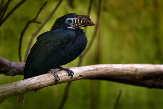 Visayan hornbill, Penelopides panini, hornbill found in rainforests on the islands of Panay, Negros, Masbate, and Guimaras - Phillipines in Asia. Hornbill in the nature habitat. Hornbill, close-up.