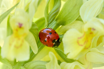 Obraz premium Ladybird in the yellow flover, spring wildlife in nature. Coccinella septempunctata, seven-spot lady bird, red black insect on orchid, Bile Karpaty in Czech Republic. Ladybug nature.